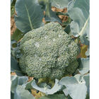 Imperial Standard Broccoli