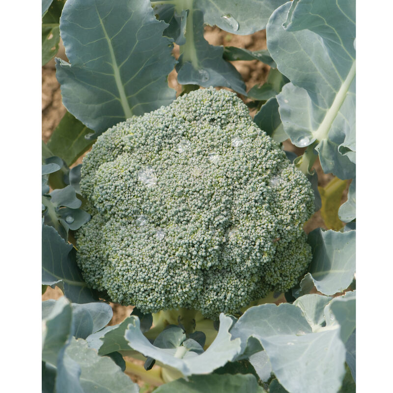 Imperial Imperial Standard Broccoli