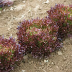 Salanova® Red Sweet Crisp Salanova® Lettuce