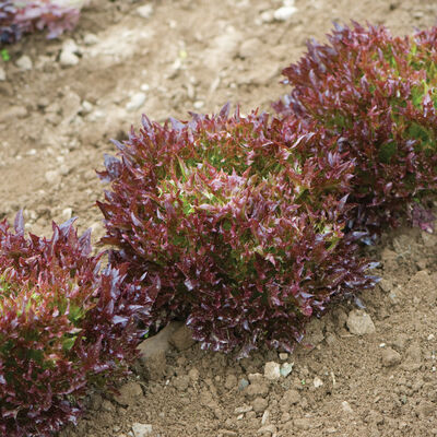 Salanova® Red Sweet Crisp Salanova® Lettuce