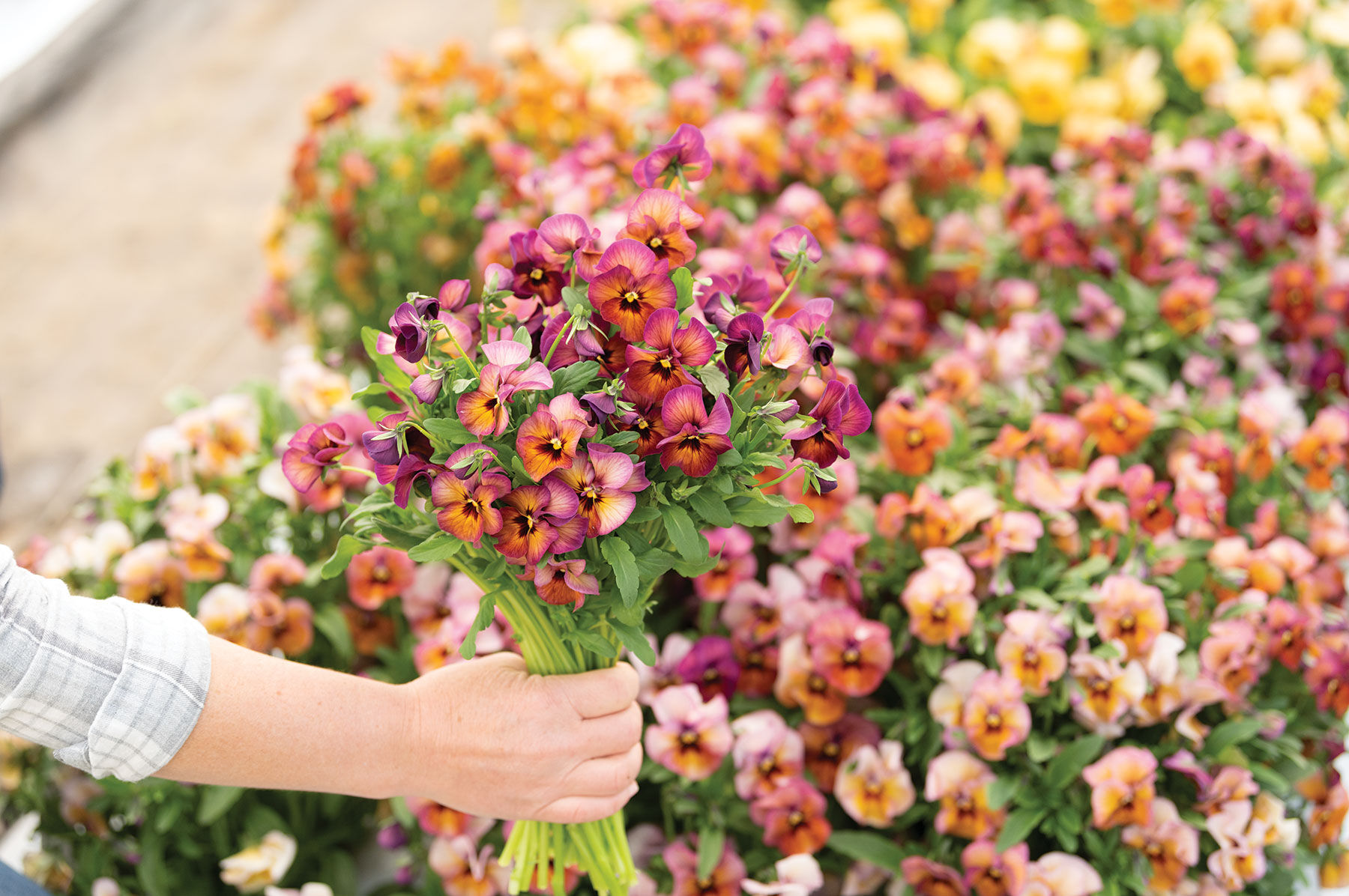 Nature&trade; Mulberry Shades Viola (Pansy)