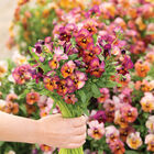 Nature™ Mulberry Shades Nature™ Mulberry Shades Viola (Pansy)