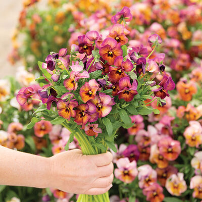 Nature™ Mulberry Shades Nature™ Mulberry Shades Viola (Pansy)