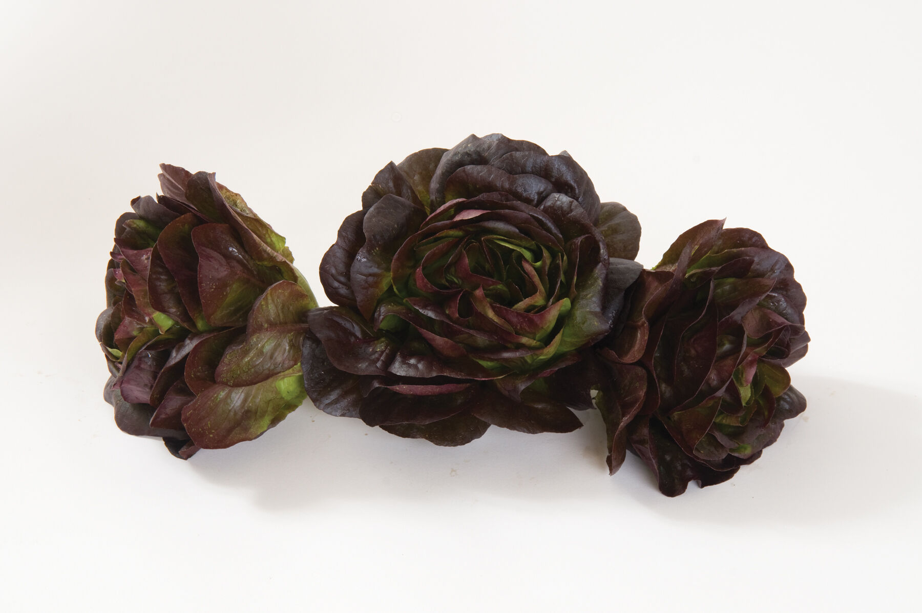 Salanova&reg; Red Butter Salanova&reg; Lettuce