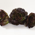 Salanova® Red Butter Salanova® Red Butter Salanova® Lettuce