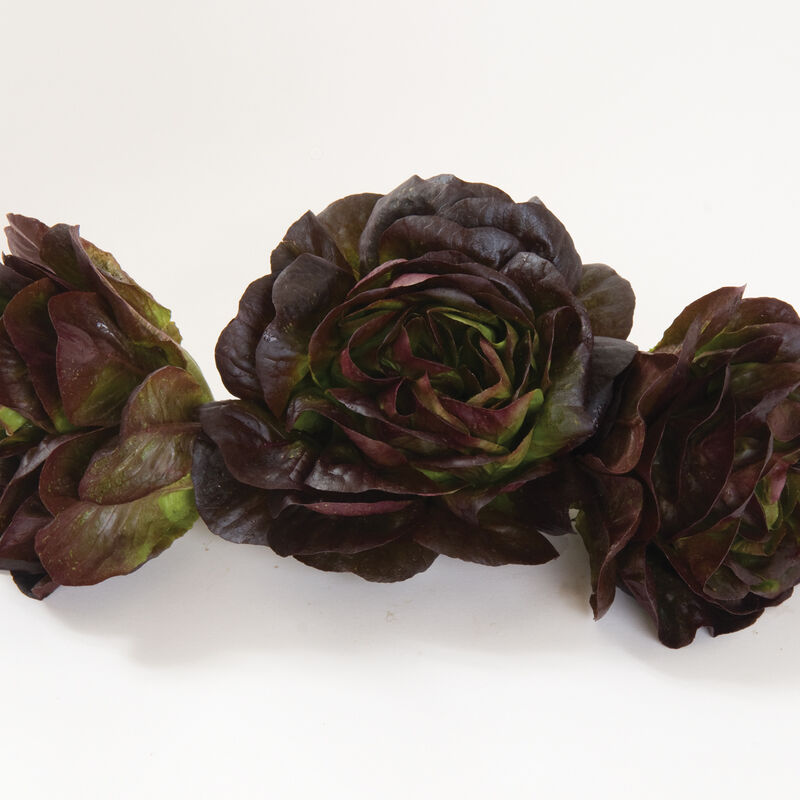 Salanova® Red Butter Salanova® Red Butter Salanova® Lettuce