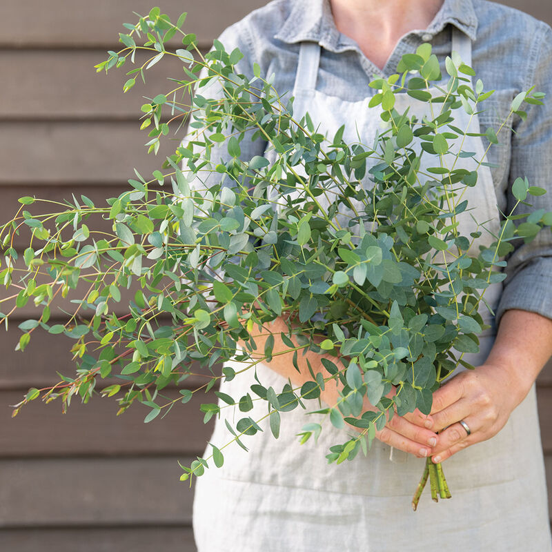 Small-Leaved Gum Eucalyptus