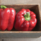 Paladin Sweet Bell Peppers