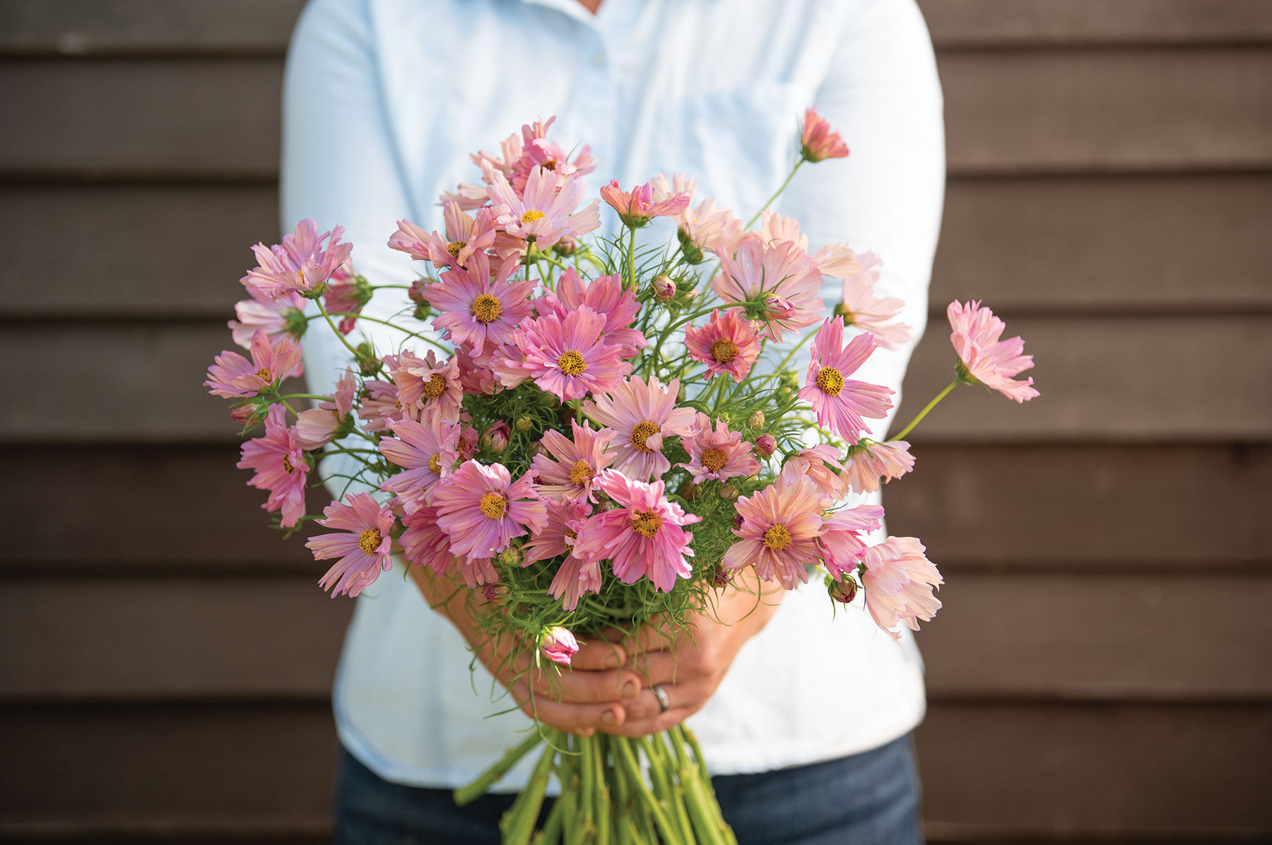 Xsenia - Cosmos Seed | Johnny's Selected Seeds