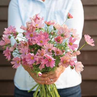 Apricotta Cosmos