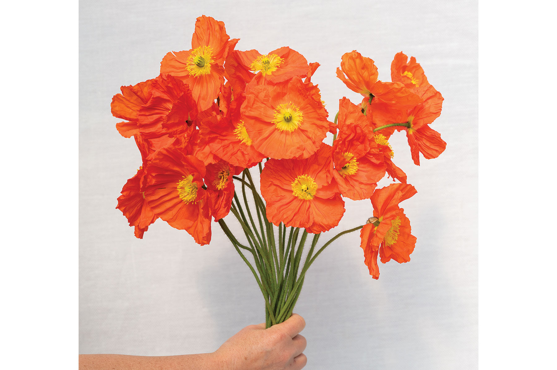 Champagne Bubbles Orange - Iceland Poppy Seeds | Johnny's Selected