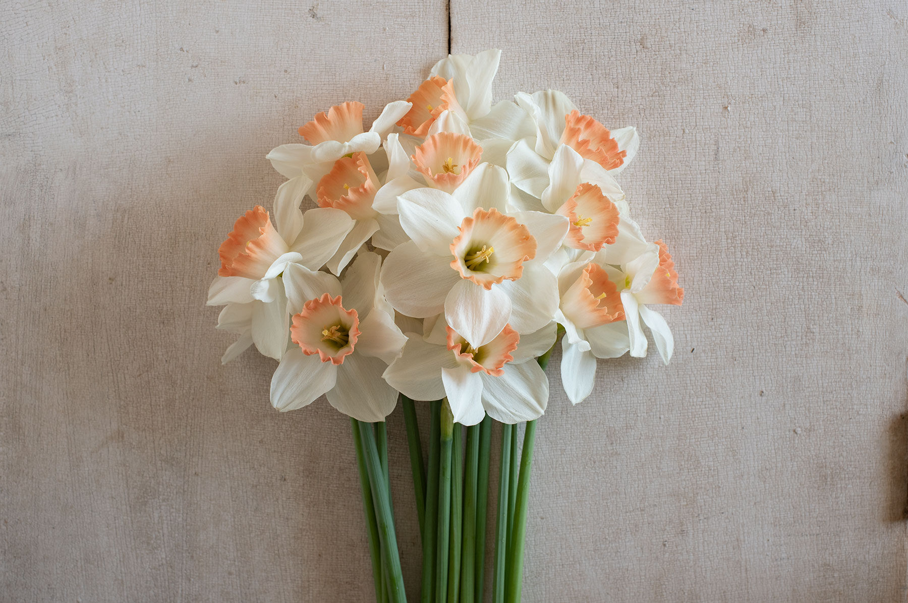 Pink Charm Flower Bulbs