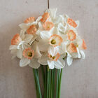 Pink Charm Narcissus