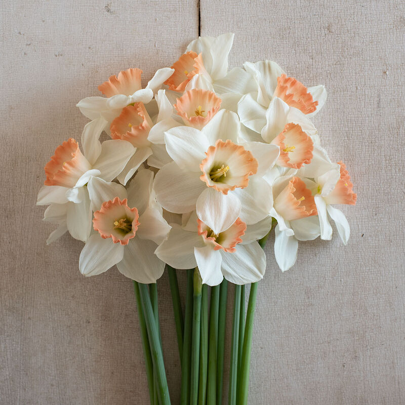 Daffodil Pink Charm, Buy Online at DutchGrown™