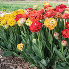 Gudoshnik Double Tulips