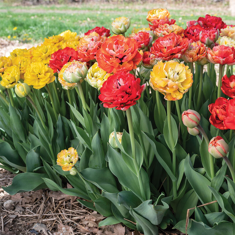 Gudoshnik Double Tulips