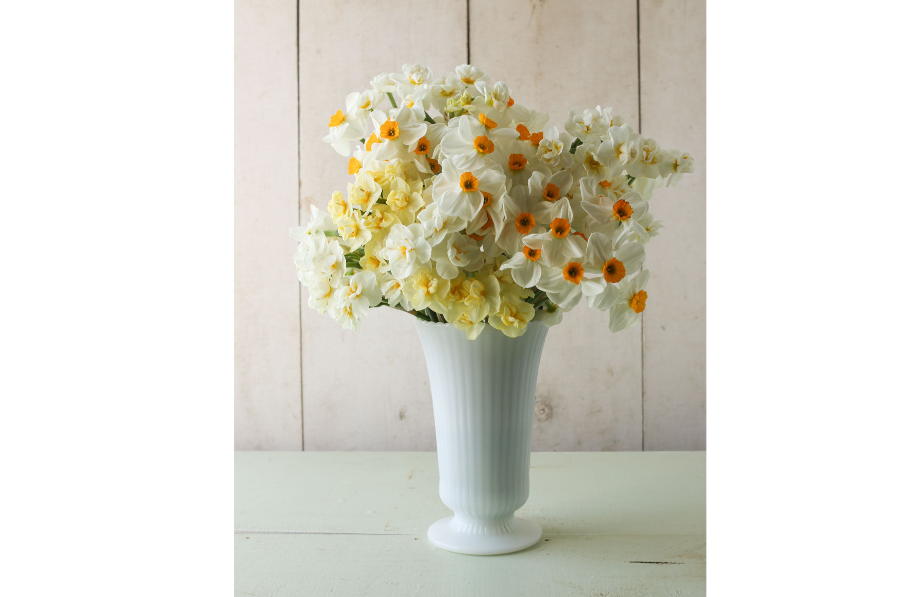 Late Daffodils - Build Your Own Bulb Mix | Johnny's Selected