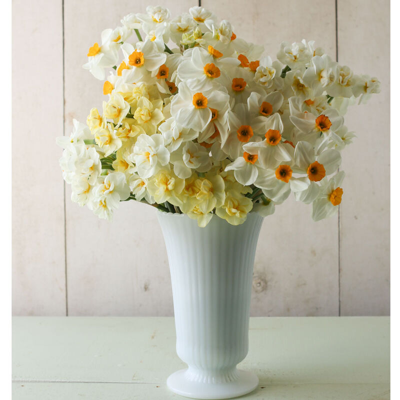 Late Narcissus Set Late Narcissus Set Narcissus