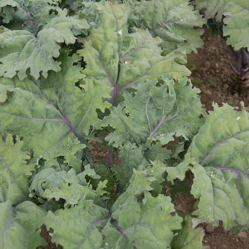 Red Russian Kale Seeds | Selected Seeds