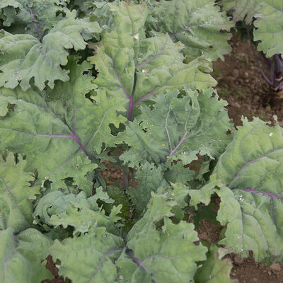 Red Russian Red Russian Kale