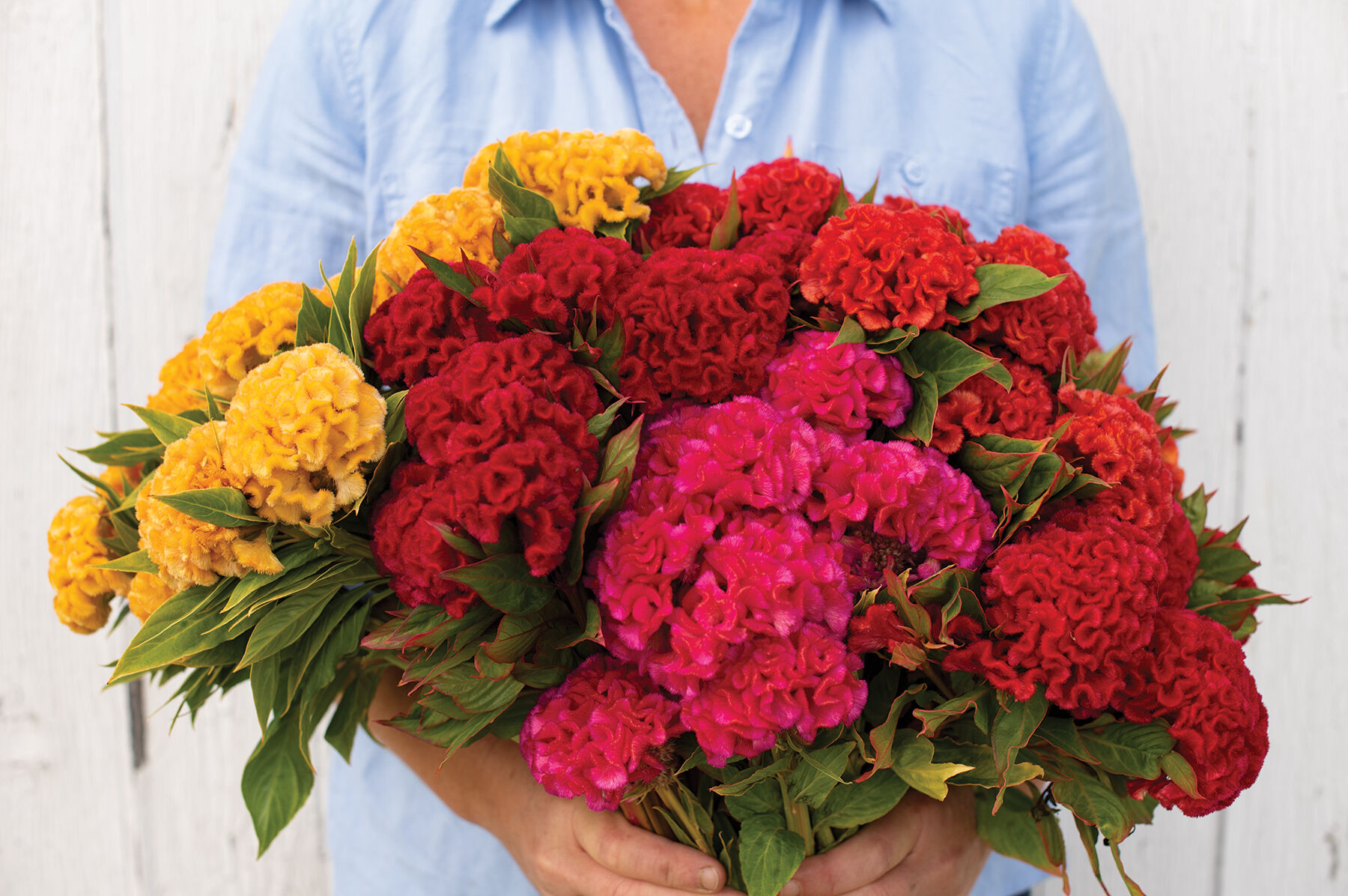 Johnny's Selected Seeds Chief Mix Celosia