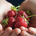 Seascape – Spring-Planted Strawberry Bare-Root Plants