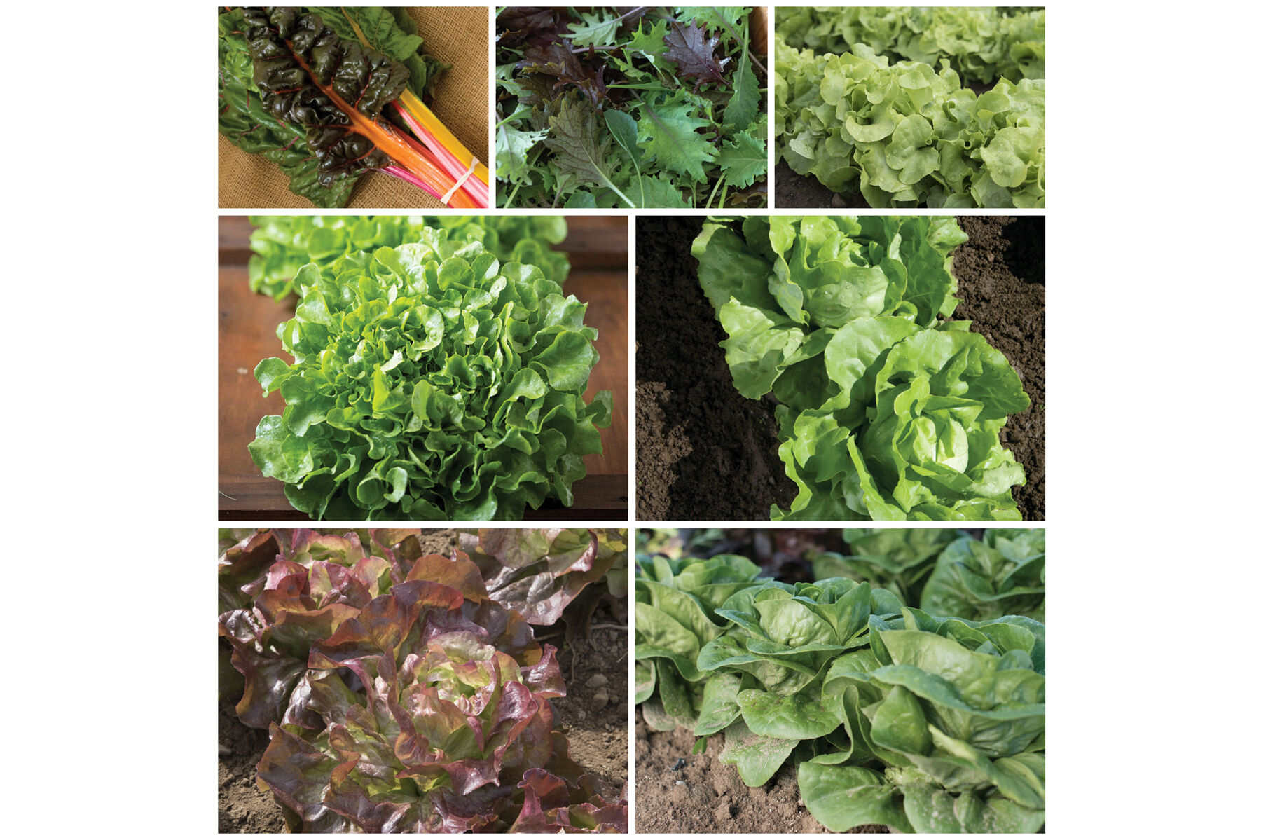 Patio Greens Set Sets