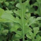 Uber Arugula (Roquette)