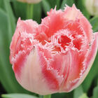 Ranomi® Tulips
