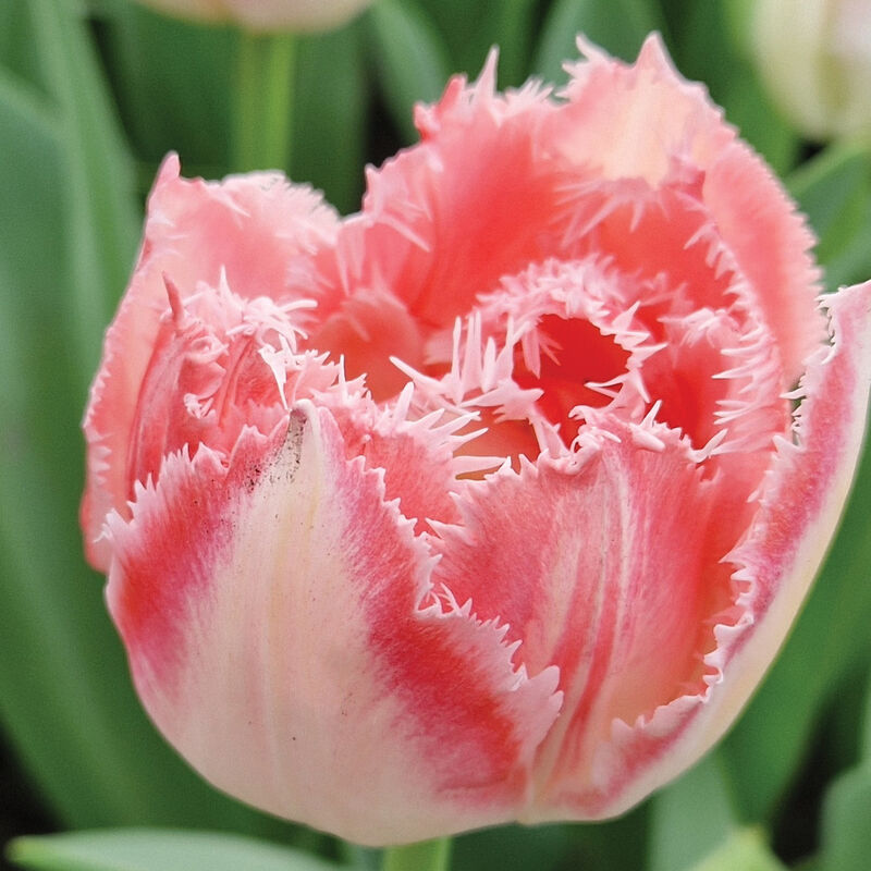 Ranomi® Tulips