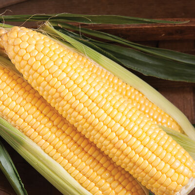 SS3778R Corn