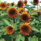 Darjeeling Tall Sunflowers
