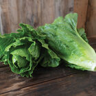 Chalupa Romaine Lettuce (Cos)