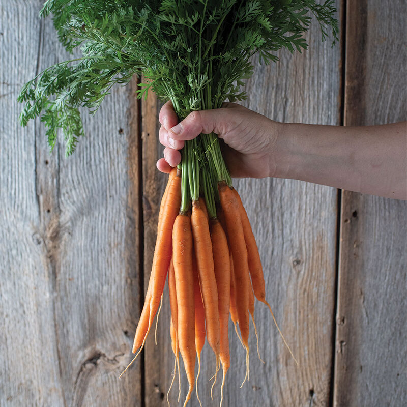Narvik Main Crop Carrots