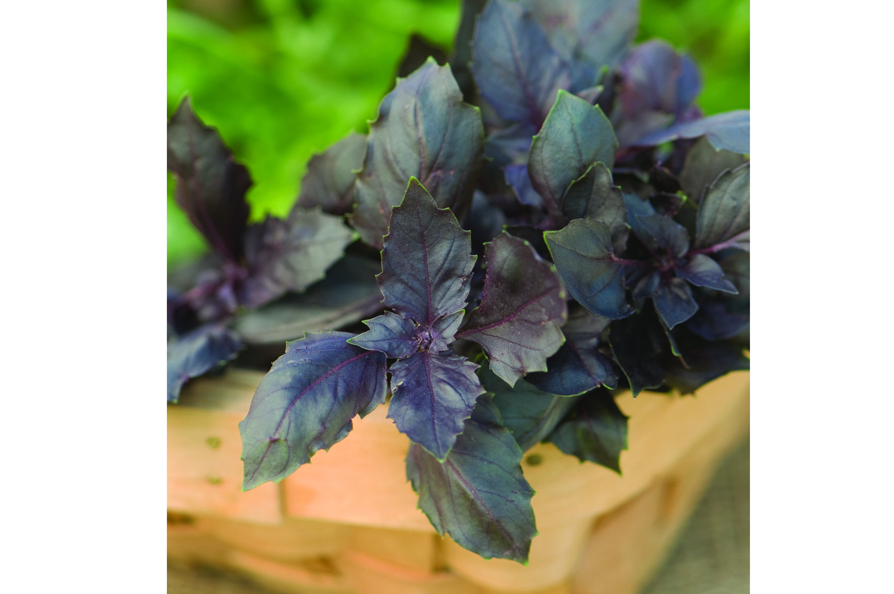 Red Rubin Purple Basil