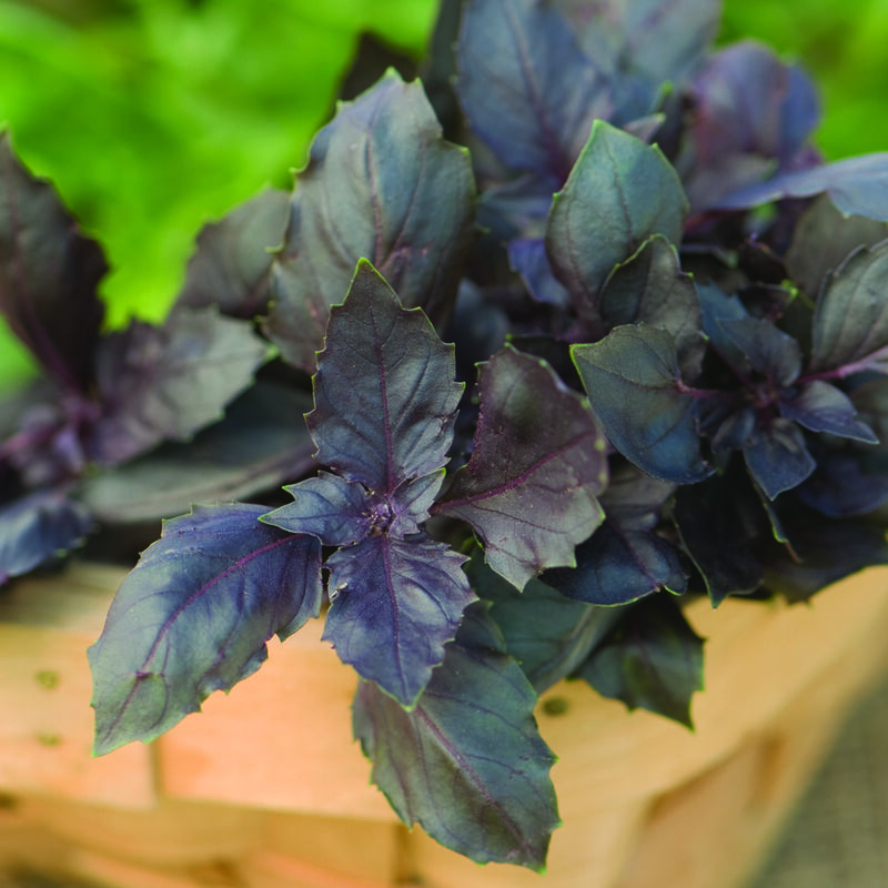 Red Rubin Red Rubin Purple Basil