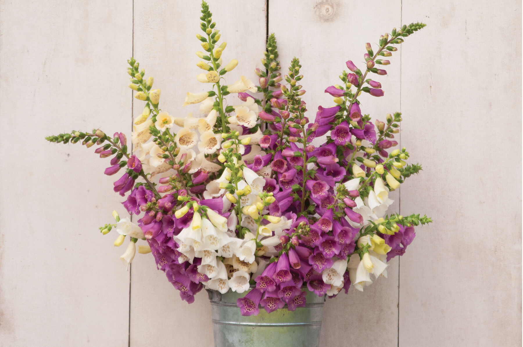 Camelot Mix Digitalis (Foxglove)