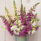 Camelot Mix Digitalis (Foxglove)