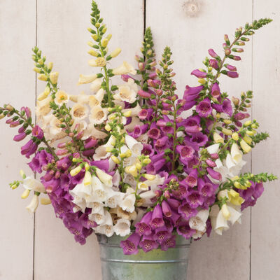 Camelot Mix Digitalis (Foxglove)