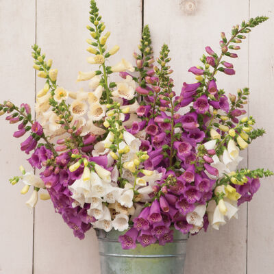 Camelot Mix Digitalis (Foxglove)