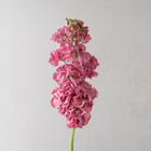 StoX® Rose Pink Stock