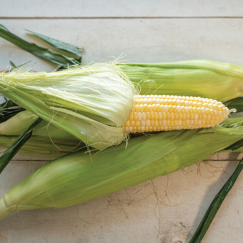 Essence Essence Sweet Corn