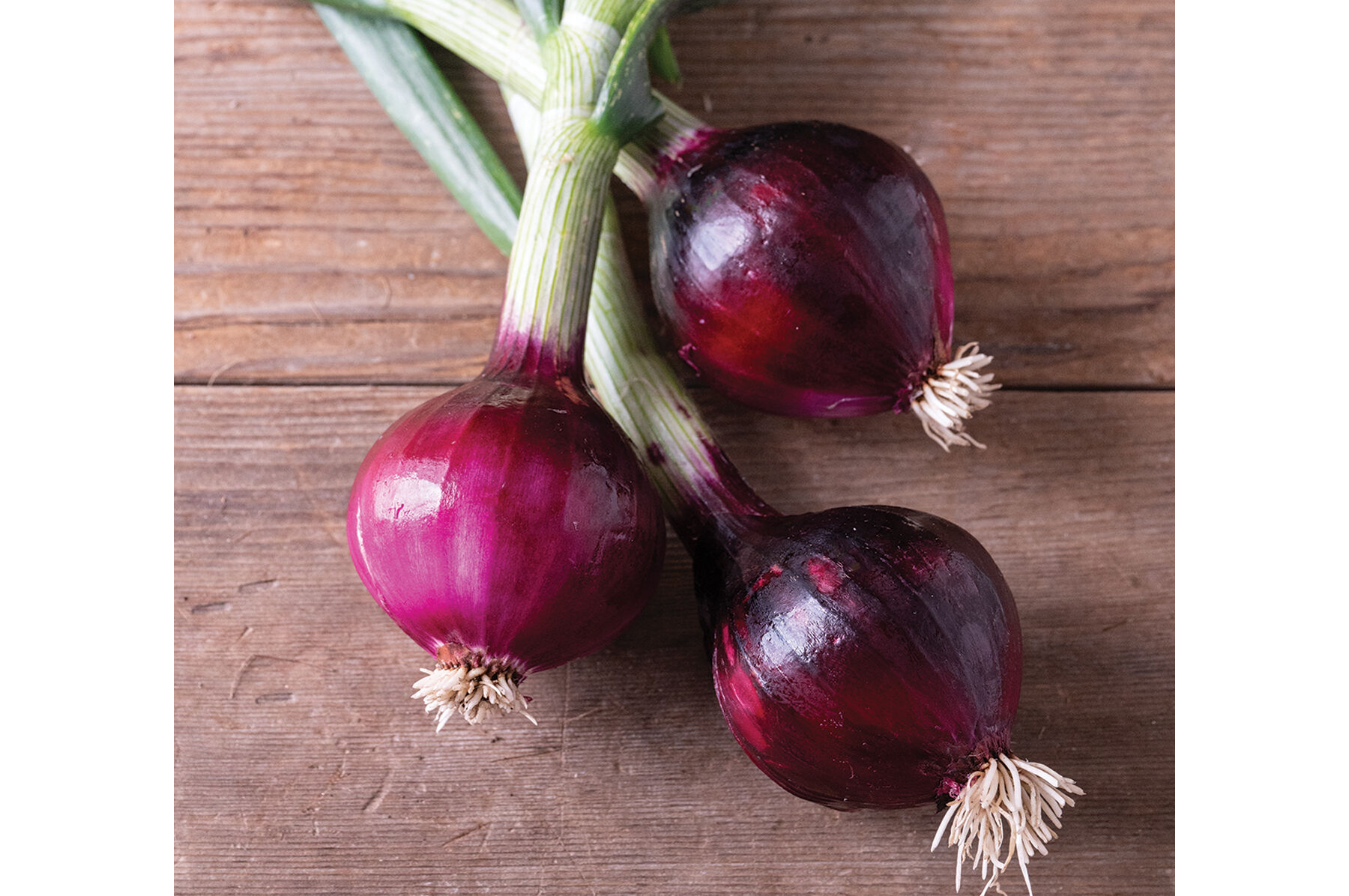 おにおん Red Spring - Red, Long Day Onion Seeds | Johnny's Selected Seeds