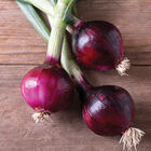 Red Spring Full-Size Onions