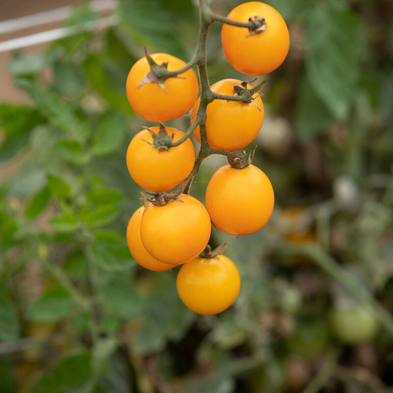 Gold Nugget Cherry Tomatoes