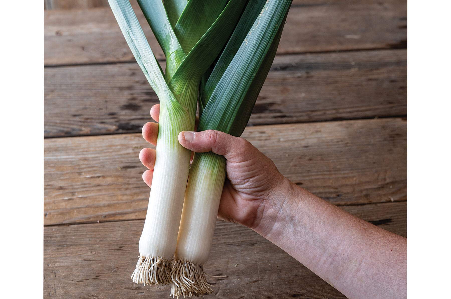 Leek Seeds & Leek Plants - Organic Varieties | Johnny's Selected Seeds