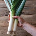 Oslo Leeks