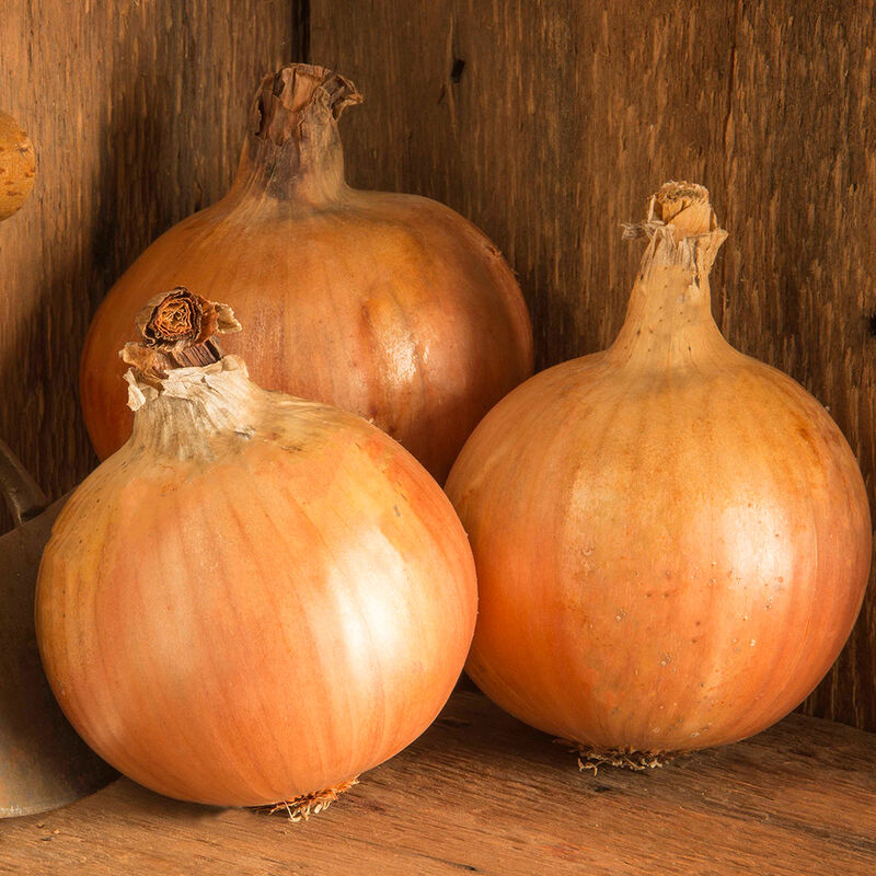 Yankee Full-Size Onions