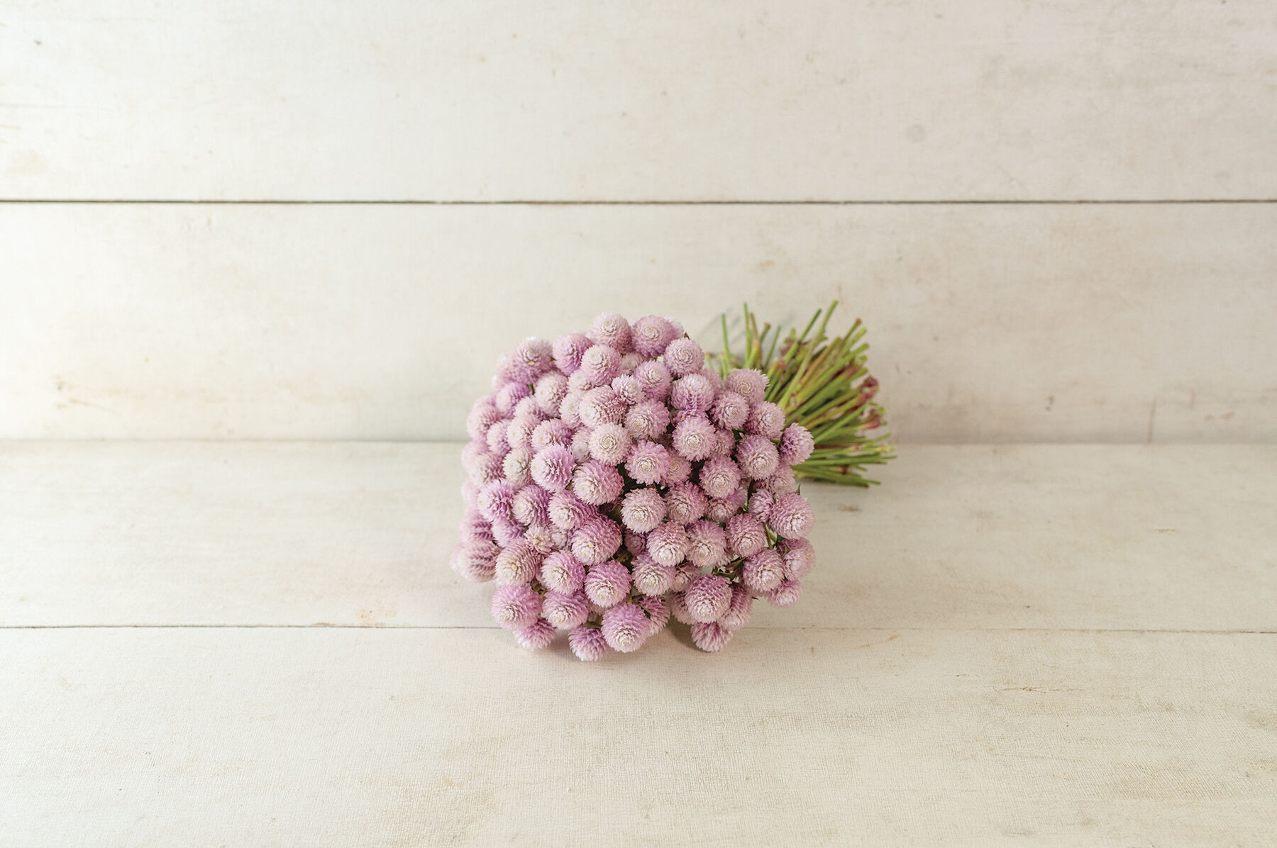 QIS&trade; Pink Gomphrena (Globe Amaranth)