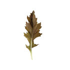 Red Flash Asian Greens